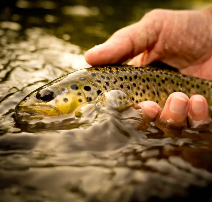 Brown trout held above the river before release