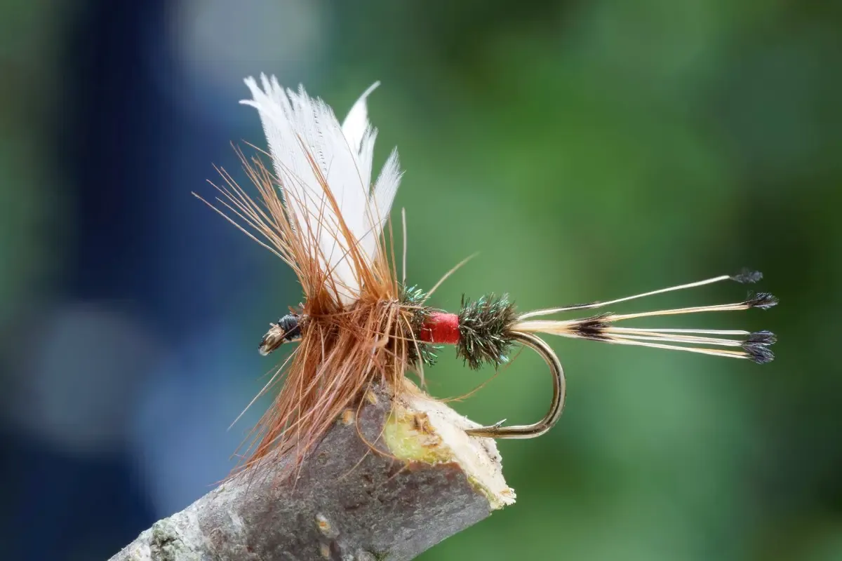 Fly angler fishing a wooded stretch of the Farmington